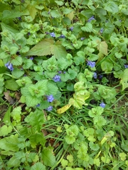 Glechoma hederacea