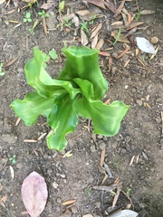 Veltheimia bracteata