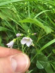 Cardamine
