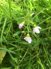 Cardamine