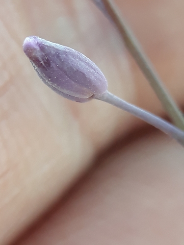 Image of Pseuderucaria Teretifolia (Pseuderucaria teretifolia) by (c) Karim Haddad, some rights reserved (CC BY)