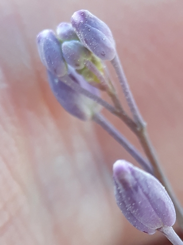 Image of Pseuderucaria Teretifolia (Pseuderucaria teretifolia) by (c) Karim Haddad, some rights reserved (CC BY)
