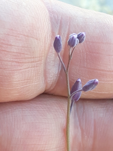 Image of Pseuderucaria Teretifolia (Pseuderucaria teretifolia) by (c) Karim Haddad, some rights reserved (CC BY)