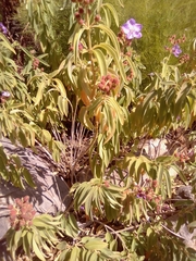 Dissotis princeps