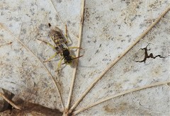 Nomada luteoloides