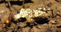 Amorphopus notabilis