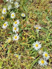 Bellis perennis