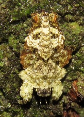 Amorphopus notabilis