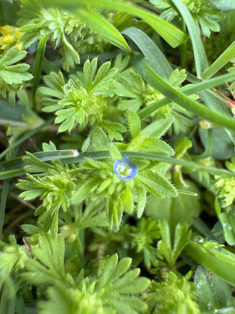 Corn speedwell from georgia national fairgrounds agricenter perry