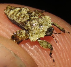 Amorphopus notabilis