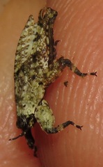 Amorphopus notabilis