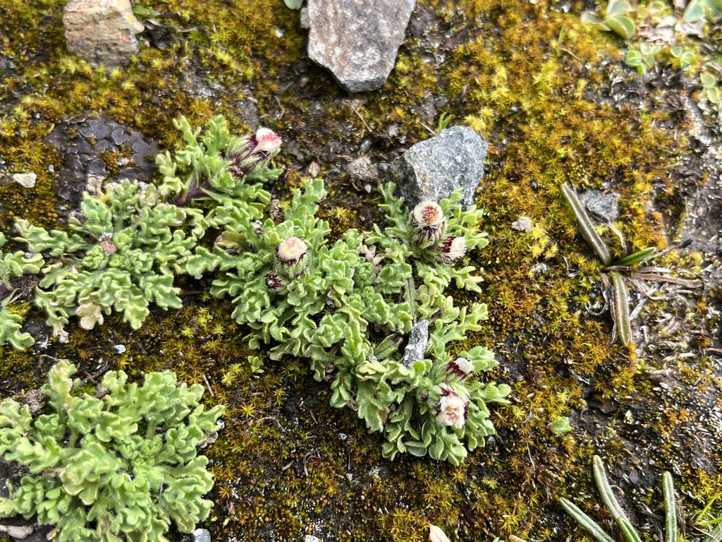 Laennecia altoandina