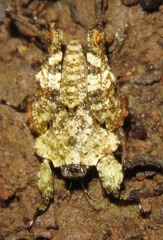 Amorphopus notabilis