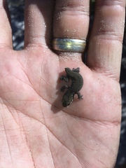 Pachydactylus geitje