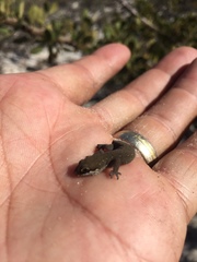 Pachydactylus geitje
