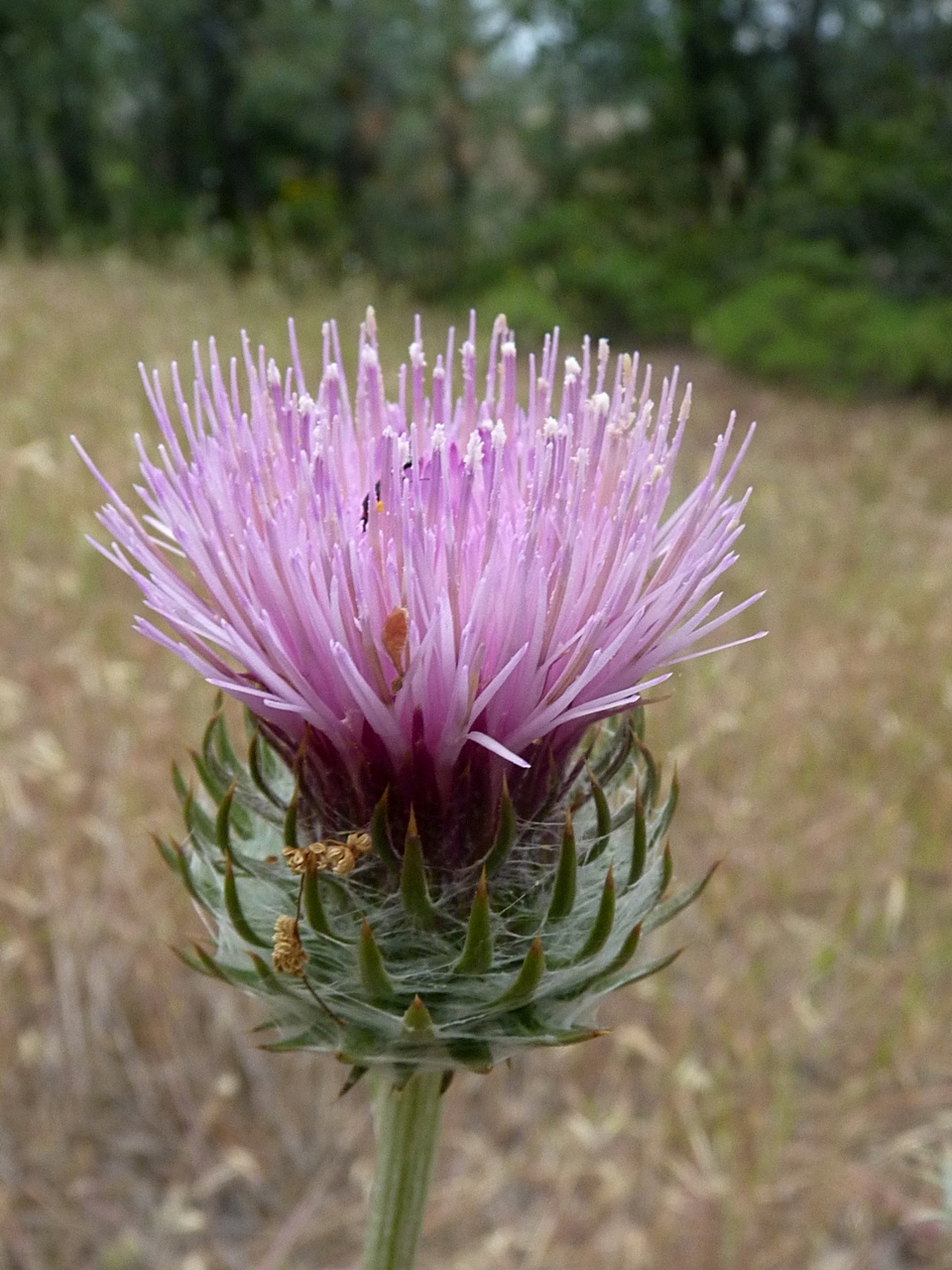 Cirsium occidentale var. californicum