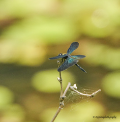 Rhyothemis plutonia