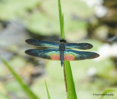 Rhyothemis plutonia