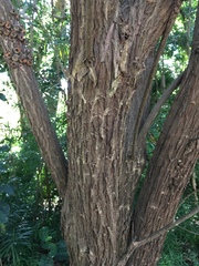 Melaleuca linearis linearis