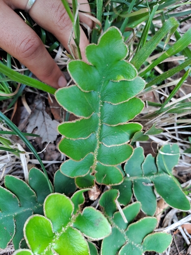 Asplenium aureum (Asplenium aureum)