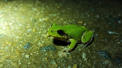 Hyla japonica