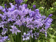 Hyacinthoides