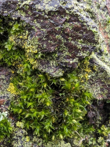 Image of Orthotrichum tenellum by no rights reserved