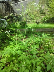 Anthriscus sylvestris