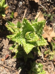 Aloe juvenna