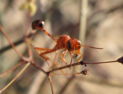 Ammophila wrightii