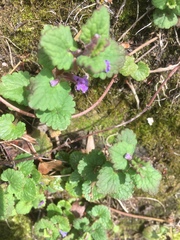 Glechoma hederacea