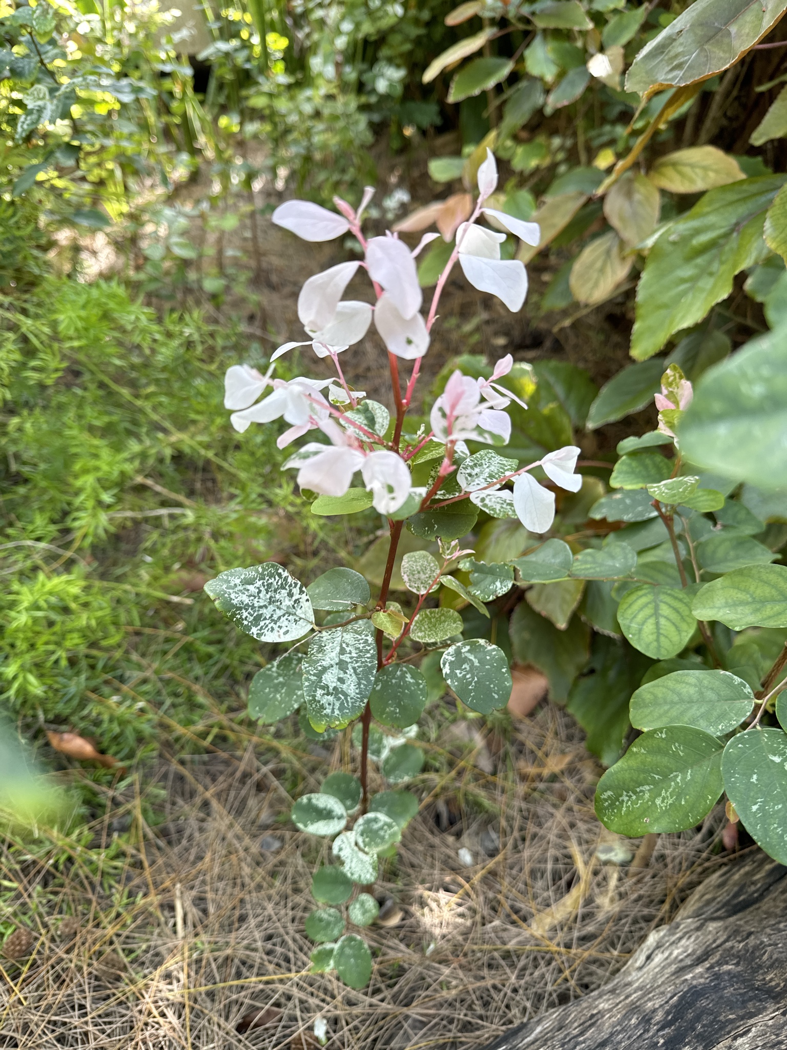 Imagem de Planta-fita