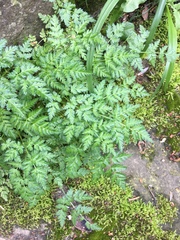 Ligusticum porteri