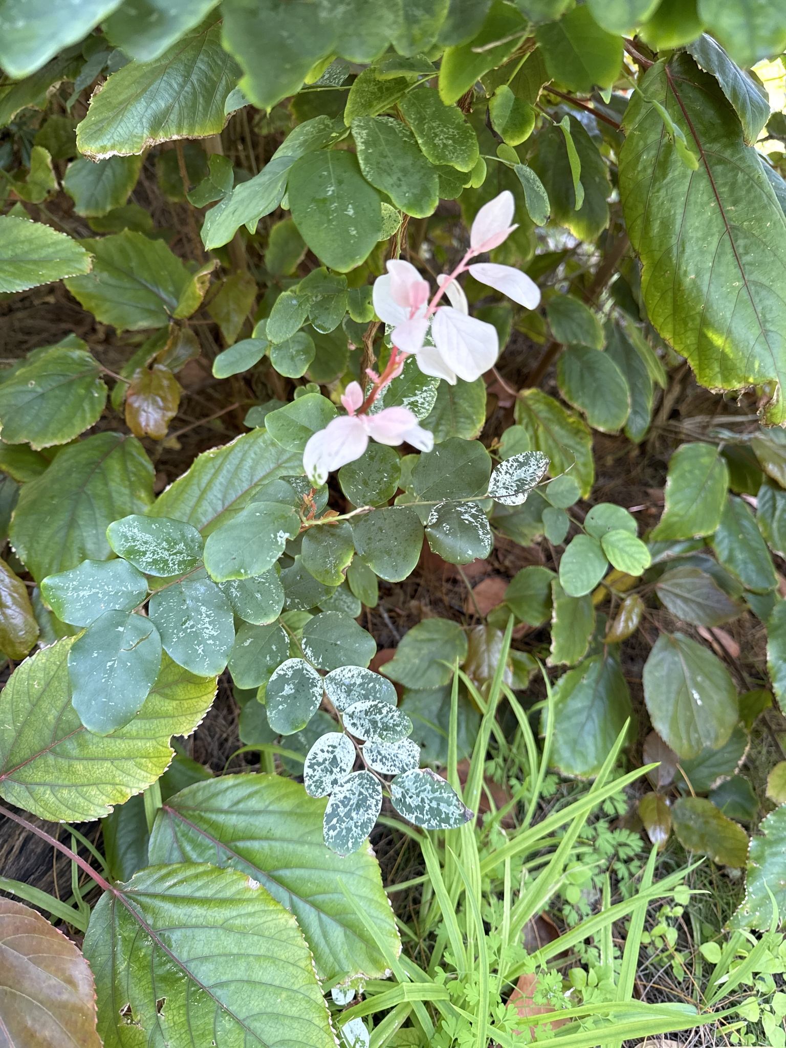 Imagem de Planta-fita