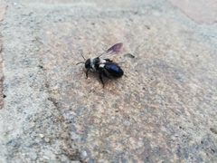 Andrena cineraria