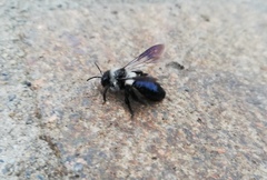 Andrena cineraria