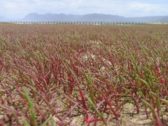 Salicornia meyeriana