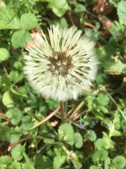 Taraxacum