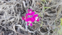 Dolichos hastiformis