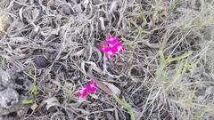 Dolichos hastiformis