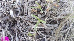 Dolichos hastiformis