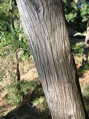 Cupressus pendula