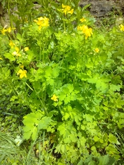 Chelidonium majus