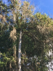 Cupressus pendula