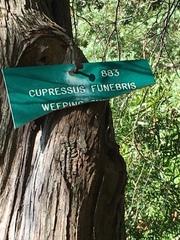 Cupressus pendula