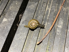 Macrochlamys hippocastaneum