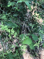 Scleria terrestris