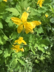 Chelidonium majus