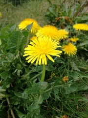 Taraxacum