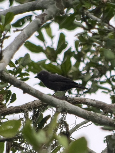 iNaturalist image